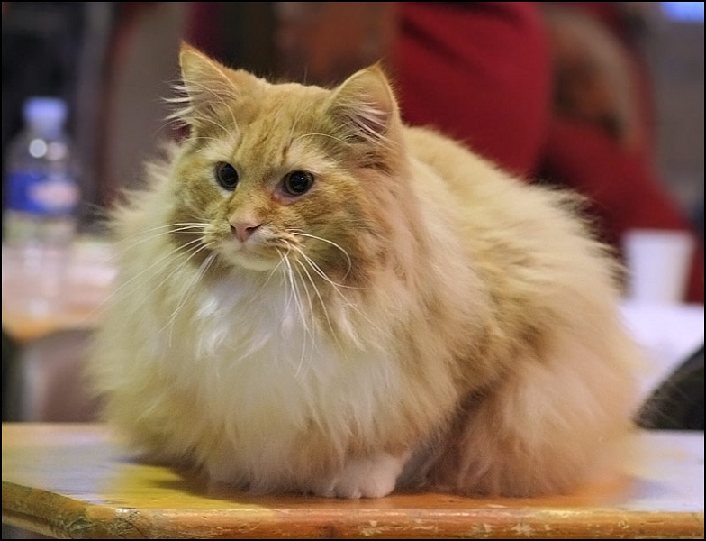 Inconnu 2.jpg - Inconnu